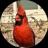 cardinal_lavie